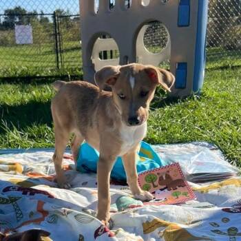 Sandy -  Australian Shepherd Dog for Adoption in Monticello, Iowa - Sandy | PetCurious