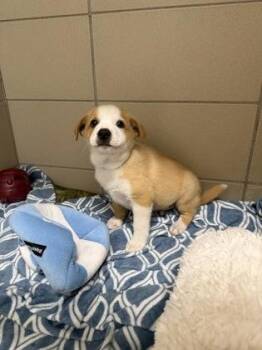 Carl -  Mixed Breed Dog for Adoption in Munster, Indiana - Carl | PetCurious