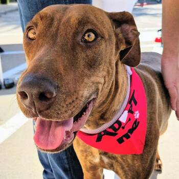 Rescue Doberman Pinscher Dogs for Adoption in Krum, Texas - Rhea | PetCurious