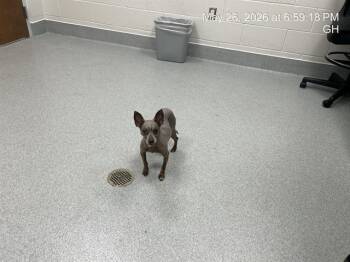 STORM -  Chihuahua Dog for Adoption in Ocala, Florida - STORM | PetCurious
