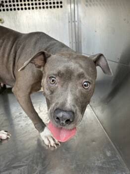 Rescue Pit Bull Terrier and Mixed Breed Dogs for Adoption in Fort Worth, Texas - 59251399 | PetCurious