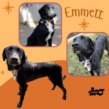 Emmett -  Border Collie Dog for Adoption in Lindsay, California - Emmett | PetCurious