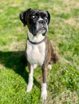 Boxer Dogs Available for Adoption in Mechanicsburg, Pennsylvania - Giggin | PetCurious