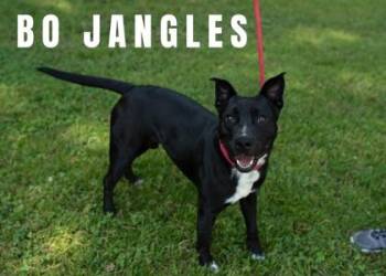 Bo Jangles -  Staffordshire Bull Terrier and Mixed Breed Dog for Adoption in Clinton, Missouri - Bo Jangles | PetCurious