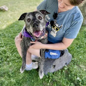 Zella -  Pit Bull Terrier Dog for Adoption in Glenwood Springs, Colorado - Zella | PetCurious