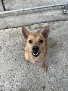 Chihuahua Dogs Available for Adoption in Baton Rouge, Louisiana - Chili | PetCurious