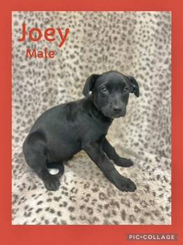 Rescue Labrador Retriever and Border Terrier Dogs for Adoption in Manchester, Connecticut - Joey | PetCurious