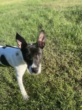 SnoCone -  Terrier Dog for Adoption in Raleigh, North Carolina - SnoCone | PetCurious