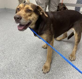 Pit Bull Terrier and Labrador Retriever Dogs Available for Adoption - CANELA | PetCurious