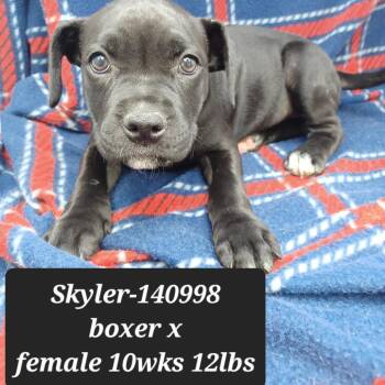 Skyler -  Boxer and Pit Bull Terrier Dog for Adoption in New Tazewell, Tennessee - Skyler | PetCurious