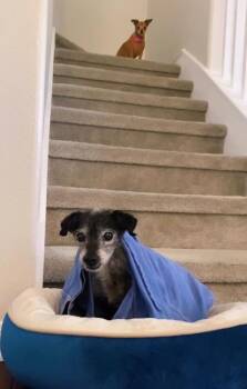 Lelo -  Chihuahua Dog for Adoption in West Hollywood, California - Lelo | PetCurious