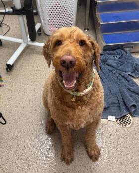 Rudy -  Golden Retriever and Labrador Retriever Dog for Adoption in Fishers, Indiana - Rudy | PetCurious