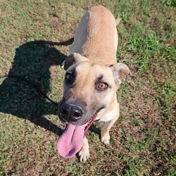 Great Dane and Labrador Retriever Dogs Available for Adoption in Shelby, North Carolina - Kipper | PetCurious