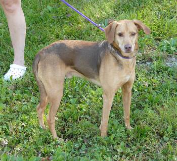 FRANK -  Beagle Dog for Adoption in Beech Bottom, West Virginia - FRANK | PetCurious