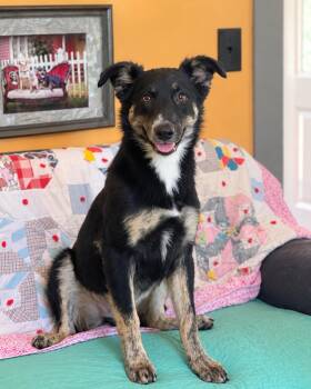 Pipit Lonestar -  Shepherd Dog for Adoption in Rockaway, New Jersey - Pipit Lonestar | PetCurious