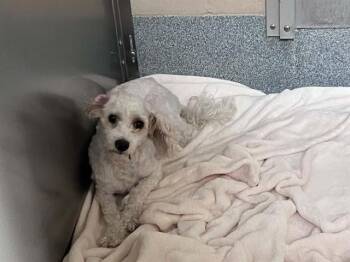 MOZART -  Poodle Dog for Adoption in Tustin, California - MOZART | PetCurious