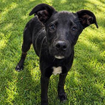 Mixed Breed Dogs Available for Adoption in Cranston, Rhode Island - WINNIE | PetCurious