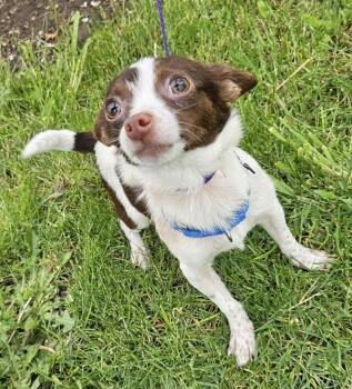 Chihuahua Dogs Available for Adoption in Salem, Oregon - Mouse | PetCurious