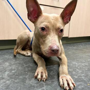 Dixie -  Pit Bull Terrier and Mixed Breed Dog for Adoption in Evensville, Tennessee - Dixie | PetCurious