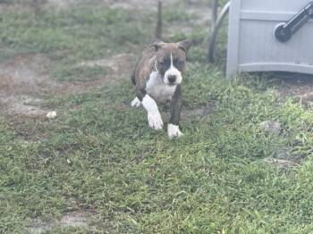 Rescue American Staffordshire Terrier Dogs for Adoption in Town 