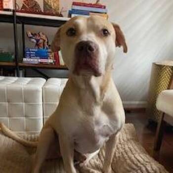 Mixed Breed Dogs Available for Adoption in Columbus, Georgia - Bruiser | PetCurious