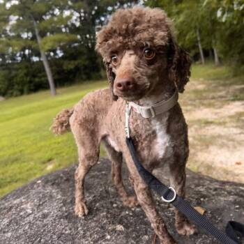 Joey -  Miniature Poodle Dog for Adoption in Hamilton, Georgia - Joey | PetCurious