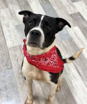 Rescue American Bulldog Dogs for Adoption in Lufkin, Texas - Luke | PetCurious