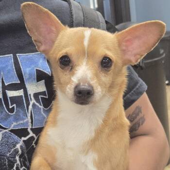 Chihuahua Dogs Available for Adoption in Newark, New Jersey - Jax | PetCurious