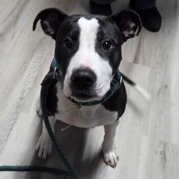 Rescue Terrier and Mixed Breed Dogs for Adoption in St. Louis, Missouri - Mamba | PetCurious