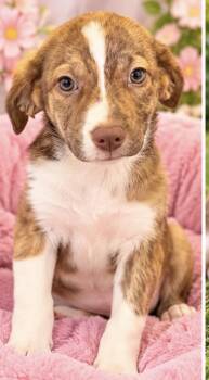APRIL -  Australian Shepherd and Hound Dog for Adoption in Margate, Florida - APRIL | PetCurious