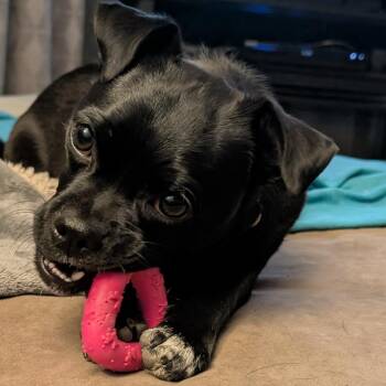 Pug Dogs Available for Adoption in Calgary, Alberta - Pety | PetCurious