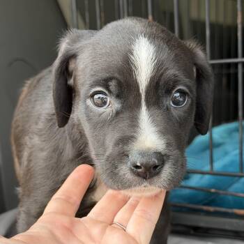 Pit Bull Terrier Dogs Available for Adoption in Columbia, South Carolina - Jergens | PetCurious