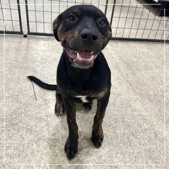 Buzz -  Australian Cattle Dog Blue Heeler Dog for Adoption in Midland, Texas - Buzz | PetCurious