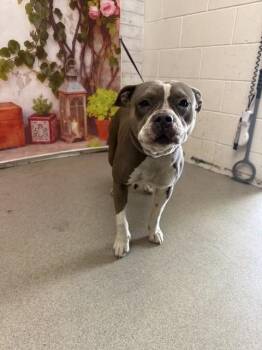 Pit Bull Terrier Dogs Available for Adoption in San Bernardino, California - KIMMY | PetCurious