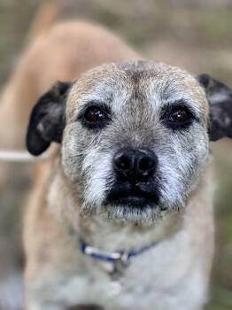 Dexter -  Mixed Breed Dog for Adoption in Lanett, Alabama - Dexter | PetCurious