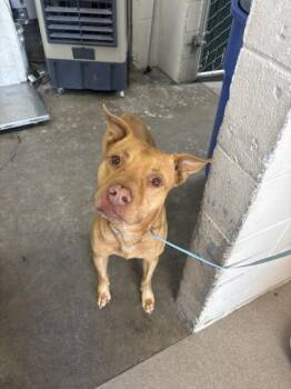 REYES -  Pit Bull Terrier Dog for Adoption in San Bernardino, California - REYES | PetCurious