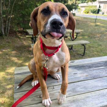 Athena -  Mixed Breed Dog for Adoption in Bedford, New Hampshire - Athena | PetCurious