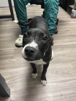 Rescue Pit Bull Terrier and Mixed Breed Dogs for Adoption in Norfolk, Virginia - Go Go | PetCurious