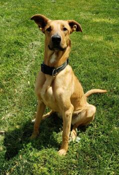 Rescue German Shepherd Dog Dogs for Adoption in Middlebury, Indiana - Buttercup | PetCurious