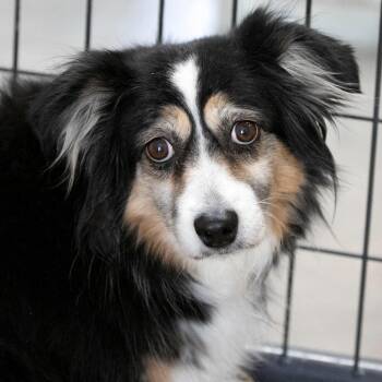 Australian Shepherd Dogs Available for Adoption in Peyton, Colorado - Tootsie (MR26-339) | PetCurious