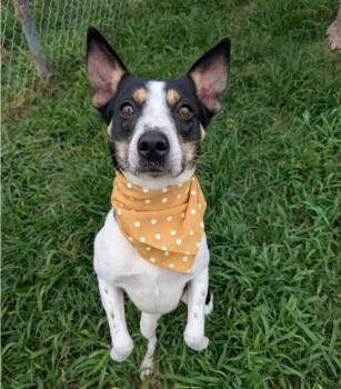 Jack Russell Terrier Dogs Available for Adoption in Sedalia, Colorado - Cookie | PetCurious