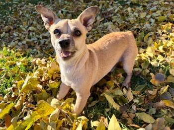 Buddy -  Chihuahua Dog for Adoption in Didsbury, Alberta - Buddy | PetCurious