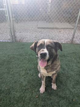 Saint Bernard and Mixed Breed Dogs Available for Adoption in Louisburg, North Carolina - Otis | PetCurious