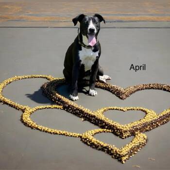 Rescue Mixed Breed Dogs for Adoption in Poplar Bluff, Missouri - April | PetCurious