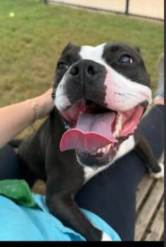 Maepole -  Pit Bull Terrier and Mixed Breed Dog for Adoption in Atlanta, Georgia - Maepole | PetCurious