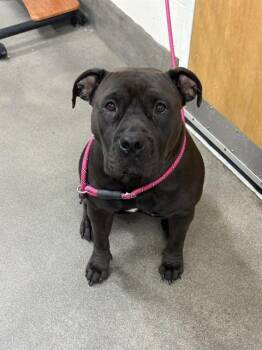 Pit Bull Terrier and Mixed Breed Dogs Available for Adoption - MAGNOLIA | PetCurious