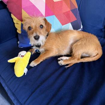 Helena -  Dachshund Dog for Adoption - Helena | PetCurious