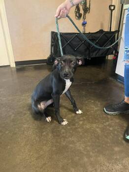Found stray: Queen -  Labrador Retriever and Pit Bull Terrier Dog for Adoption in Rockwall, Texas - Found Stray: Queen | PetCurious