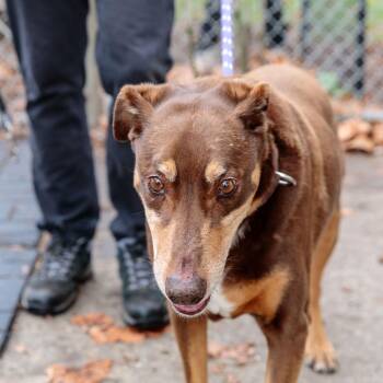 Doberman Pinscher and Labrador Retriever Dogs Available for Adoption - Kane | PetCurious