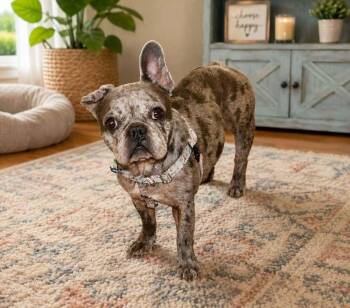Annabelle -  French Bulldog Dog for Adoption in Denver, Colorado - Annabelle | PetCurious